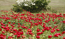 Safari Danube Delta – Enisala Village. Romania - Distinctive, Boutique, Unique Hotels and Accommodations.
