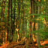 Carpathian Mountains - image by Amanda Lia Rogers