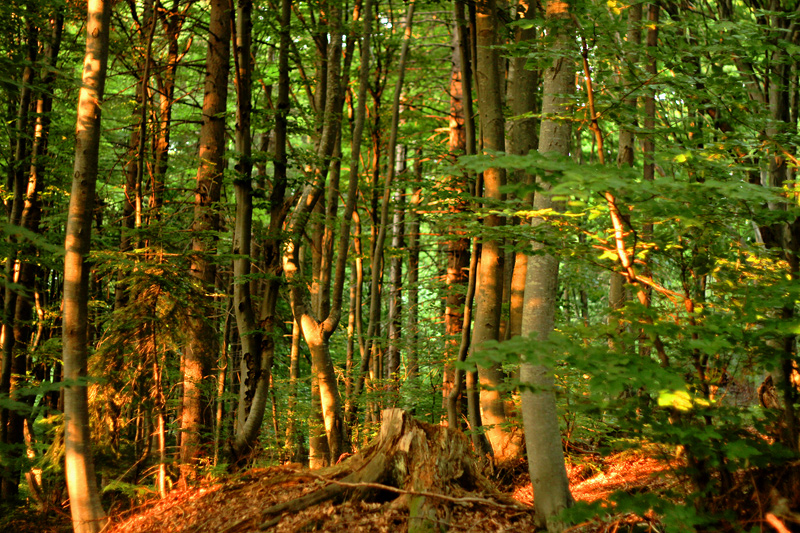 Carpathian Mountains - image by Amanda Lia Rogers