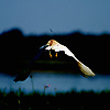 Amanda Lia Rogers - Danube Delta Night Flight