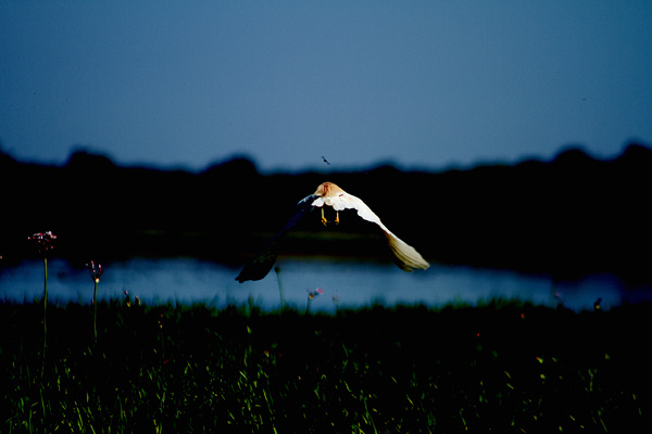 Danube Delta - image by Amanda Lia Rogers