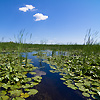 Amanda Lia Rogers - Danube Delta Water Ways