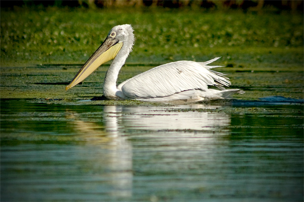 Danube Delta - image by Amanda Lia Rogers