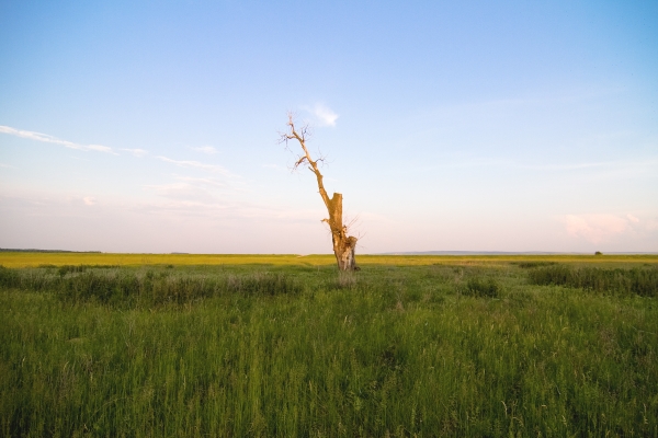 Lower Danube - Reachin Up - image by Amanda Lia Rogers