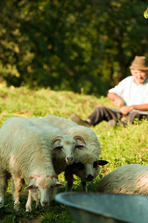 Maramures, Sheeps and Shepard - Andrea Albertino