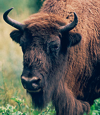 Bison