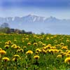 Spring in the Carpathian Mountains Image