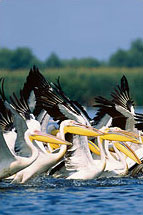 Danube Delta Pelicans