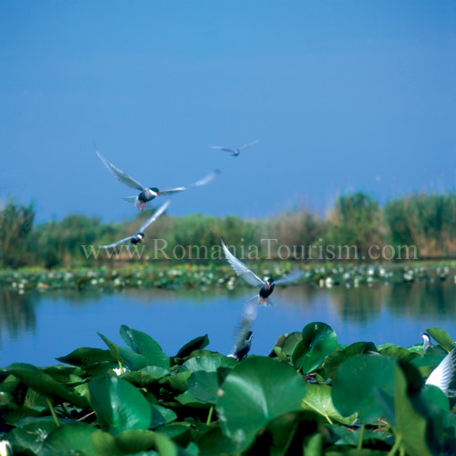 Danube Delta