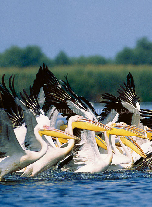 Danube Delta