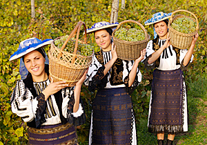 Romanian Wines and Vineyards - Jidvei Alba
