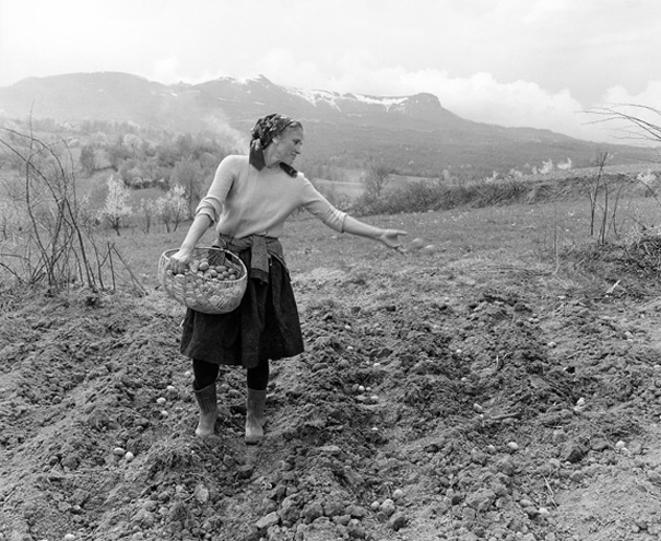 Maramures, Northern Romania - Sowing the seed potatoes