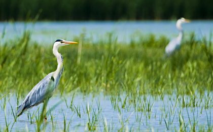 Natural Romania