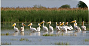 Natural Romania - Danube Delta