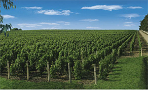 Romanian Vineyards - Segarcea