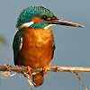 SANDU MENDREA - IMAGE