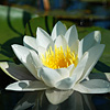 SANDU MENDREA - IMAGE
