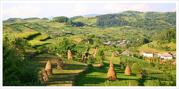 Transylvania Hay