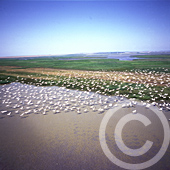 Danube Delta