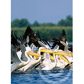 Danube Delta