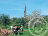 Images of Plopis