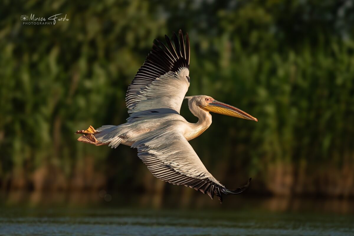 Danube Delta Pelicans in flight