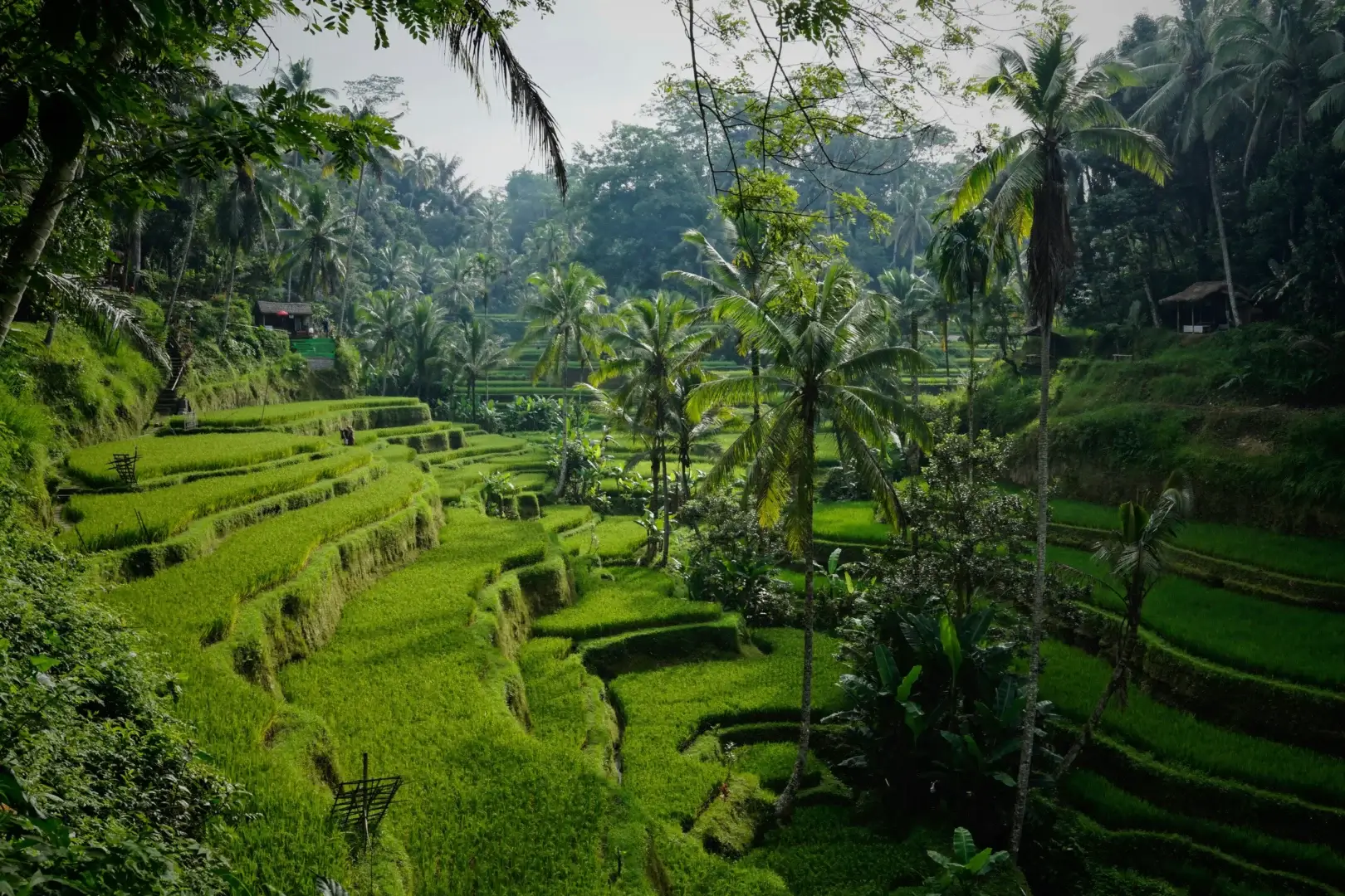 indonesia-bali-tegallalang-riso-terrazze