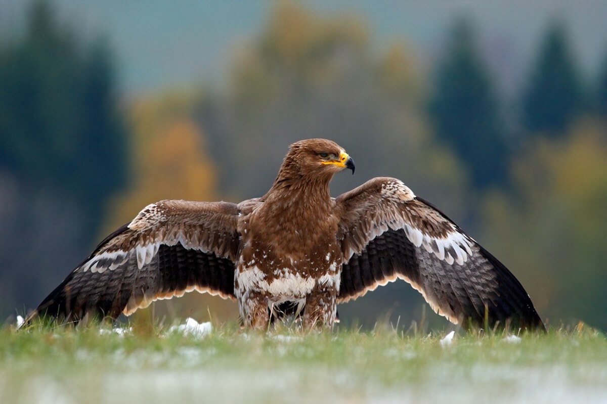 acvila - golden - eagle - romania - national - bird