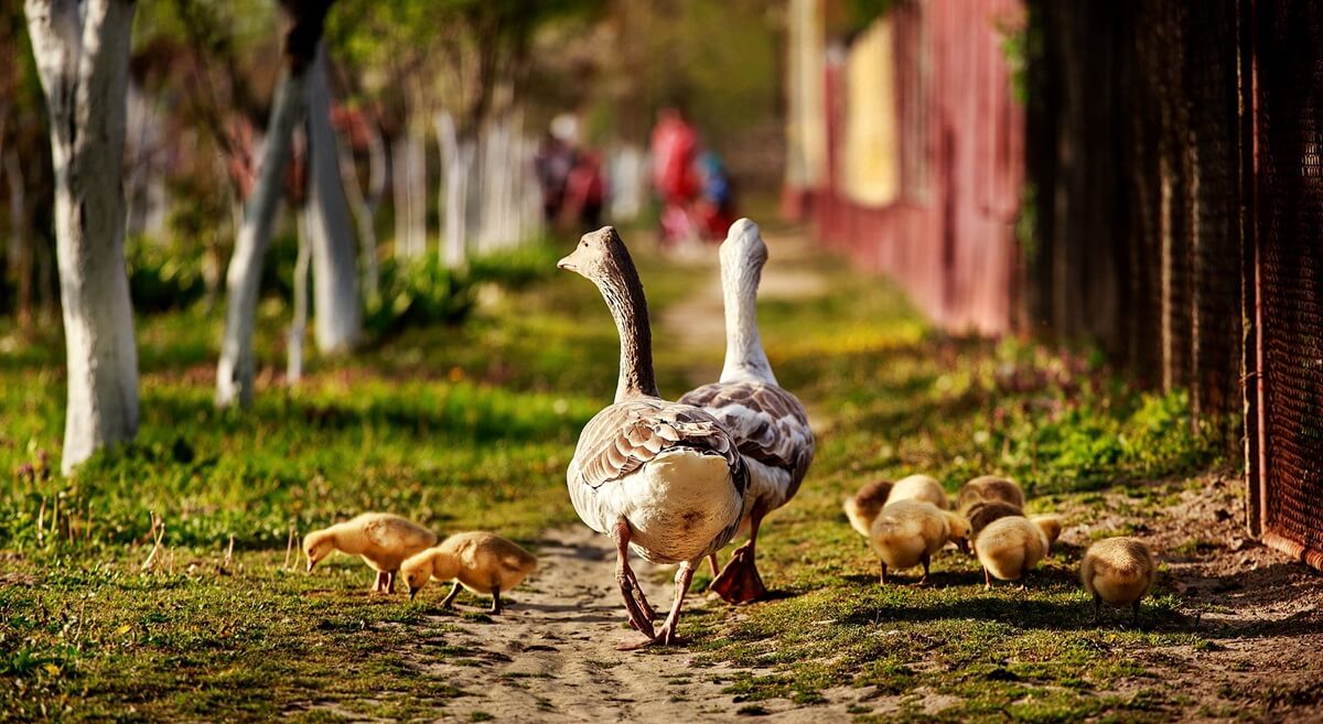 aves vagando livremente na vila da Transilvânia-Romênia