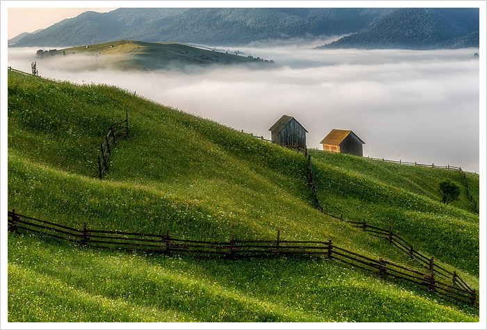Transylvania Hay